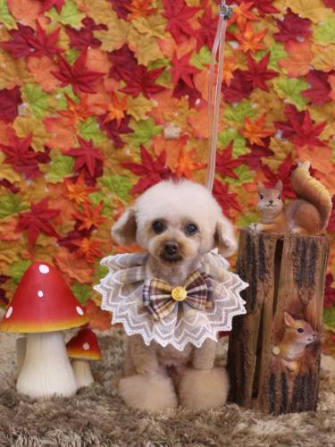 20241108マロンちゃん